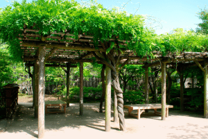 עיצוב פרגולות - בניית פרגולות איכותיות מעץ בהתאמה אישית