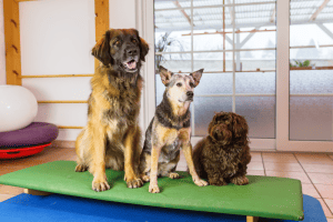 עלות פנסיון לכלבים - כמה עולה לשים את הכלב בפנסיון שמציע שירותי הידרותרפיה לכלב?